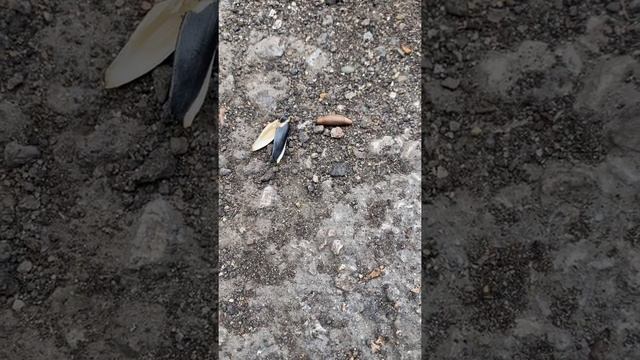 Что за аномальное существо в #городе #Магнитогорск смотреть онлайн