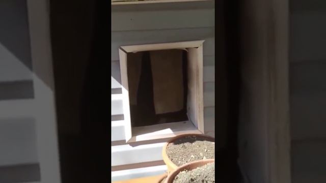 Уже давно нет, нашего пса.. а мы не можем убрать, его будку... смотреть онлайн