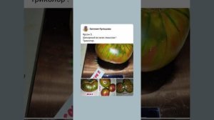 Обзор томатов Шоколадное чудо , Граф из Эджкомба (гном) и Ярсон 5