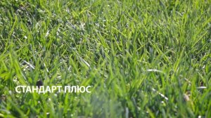Газон "Стандарт Плюс" от SagamaGreen