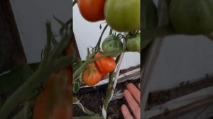 Обзор новых сортов томатов: чалма, пасто итальяно, рубиновый кулон