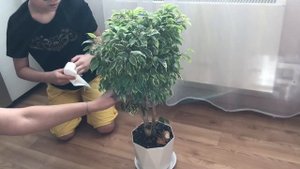 Прищипка фикуса