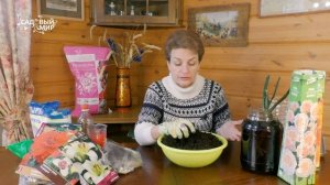 Розы в коробке. Как и куда посадить розы, купленные ранней весной.