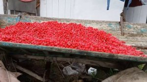 Уборка редиса силеста Cleaning Radish Radish