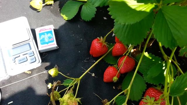 Клубника Сан Андреас рем. Брикс. смотреть онлайн