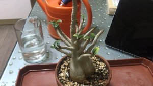 Гниль каудекса адениума‼️