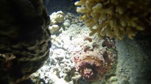 рыба-камень выпустила слизь