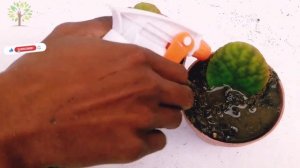 How to grow kalanchoe plant from leaves with 100% success #kalanchoe #leaf