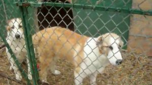 Щенки Алабая 6 месяцев