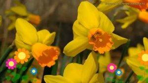 Нарцисс карлик Джетфаер. Краткий обзор, описание характеристик, где купить луковицы Jetfire