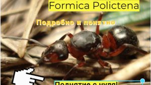 Как поднять муравьёв вида Formica Polyctena (Формика Поликтена) С НУЛЯ!