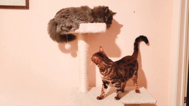#домашниеживотные #positive #funnycat #laugh Зрелость против молодости:)💃🤣🐈⬛🐈