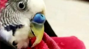 ПОЧЕМУ У ПОПУГАЯ РАСТЁТ КЛЮВ
