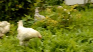 Куры несушки разных пород. Пушкинки, Амрокс, Аврора, Павловские, Кохинхины.