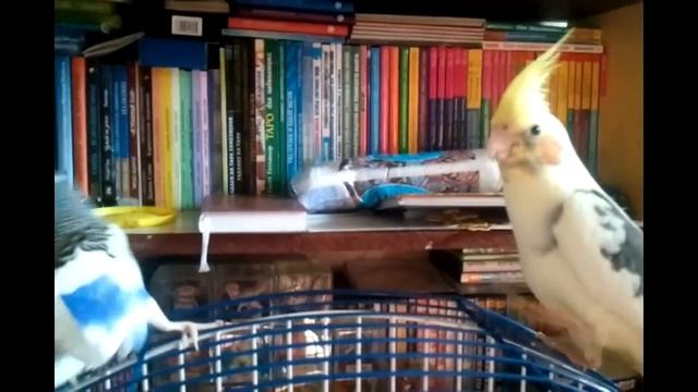 Говорящий волнистик достаёт кореллу. Budgie And Cockatiel