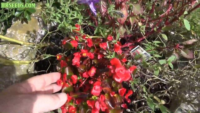 Petunias, Celosia argentea, Bronze Leaf Begonias смотреть онлайн