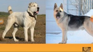 алабай против вео (кто сильнее?)