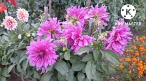 Сибирь. И опять про георгины! Обзор на 14 сентября