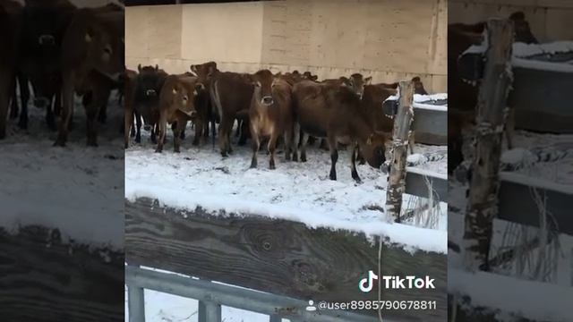 Нетели Джерсейской породы из Дании и наша русская зима ❄️ на прогулке. смотреть онлайн