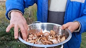 Предварительная обработка опят и не только