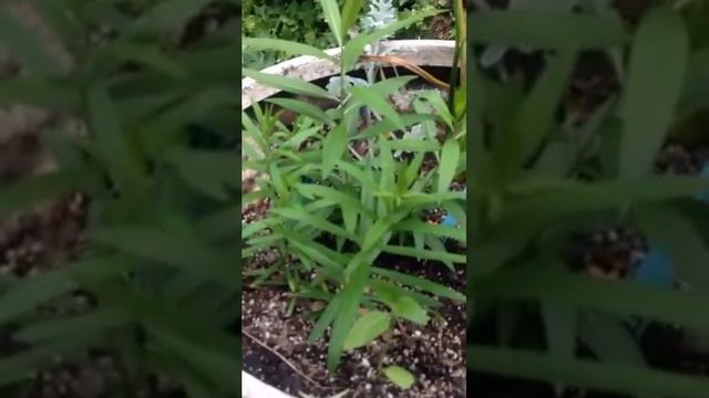 Asclepias tuberosa Butterfly Weed Monarch Project by Upsy Daisy Garden Club смотреть онлайн