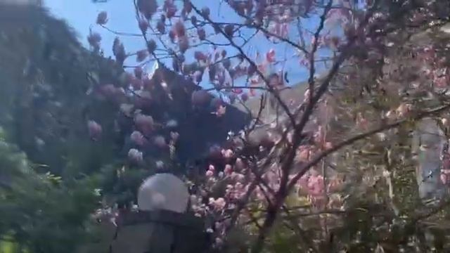 в Адлере распустилась магнолия ,не пропустите . смотреть онлайн