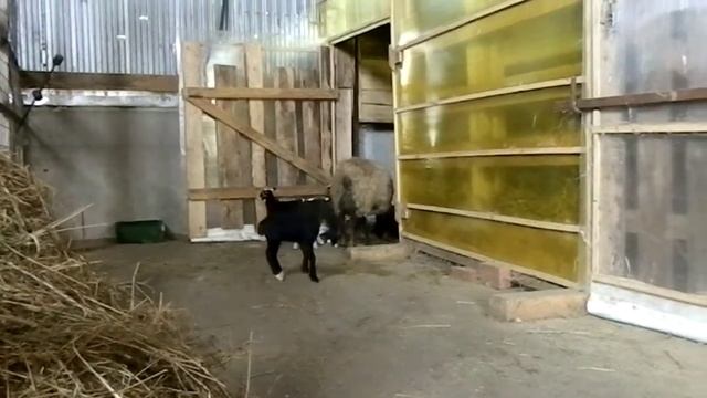 Первые помесные ягнята цвартблес/романовка смотреть онлайн