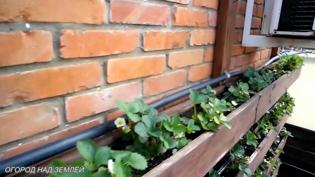 КЛУБНИКА В ПОДВЕСНЫХ ГРЯДКАХ/Весна-апрель. смотреть онлайн