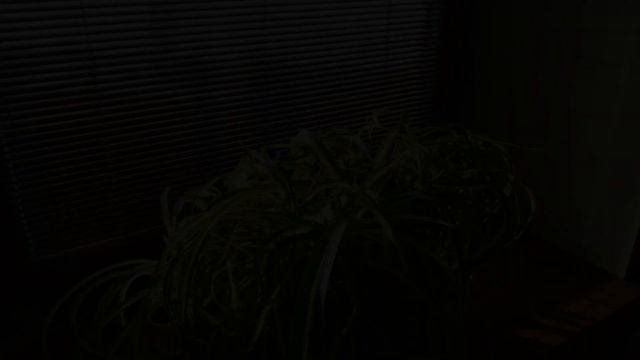 ХЛОРОФИТУМ -  ЭНЕРГИЯ РАСТЕНИЯ