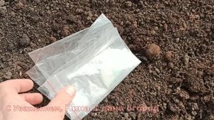 ПРИ ТАКОМ ВЫРАЩИВАНИИ ОГУРЦОВ, СВОИ ОГУРЦЫ ЕДИМ УЖЕ В МАЕ в Сибири Огурцы в ведре сажаем в апреле
