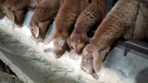 кормим овец комбикормом