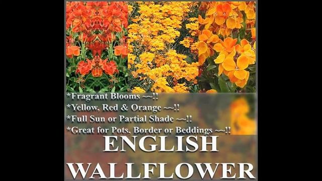 ENGLISH WALLFLOWER, Cheiranthus cheiri FLOWER SEEDS on www.MySeeds.Co смотреть онлайн