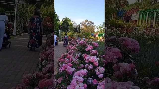 ?Rose paradise in the Riviera Park in Sochi?#shorts #rosegarden #roseflowers #beautiful #status