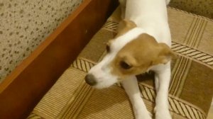 Джека Рассела ругают