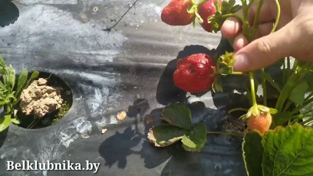 Сорт клубники Клеопатра ? НСД. Belklubnika.by.mp4 смотреть онлайн