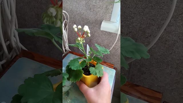 #1 Пеларгонии. Начало. смотреть онлайн