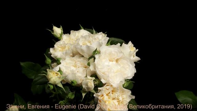 Как распускается роза Эжени, Евгения - Eugenie (David C. H. Austin Великобритания, 2019) смотреть онлайн