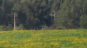 Болотный лунь 280824