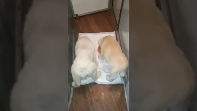 Перевозка животных !