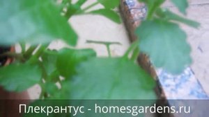 Плекрантус - домашняя мята