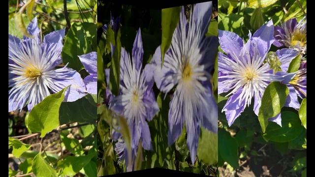 Clematis CRYSTAL FOUNTAIN (Клематис Кристалл Фонтейн) смотреть онлайн