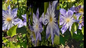 Clematis CRYSTAL FOUNTAIN (Клематис Кристалл Фонтейн)