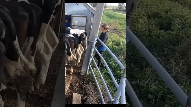 Оптовая продажа племенного КРС живым весом. Черно-Пестрая порода, Порода Холмогор, порода Голштин.