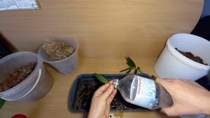 ШОК!!! Дендрофаленопсис пересадка. После двух лет в земляном субстрате цветок обрёл новую жизнь!