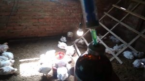 Сопли у кур ЛЕЧЕНИЕ!