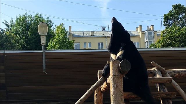 Московский зоопарк 2023. Гималайский медведь смотреть онлайн