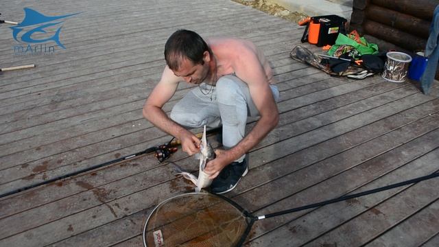 Осетровый садок Рыбалка удалась Хороший улов смотреть онлайн