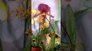 Орхидея ПАФИОПЕДИЛУМ_ ЧЕМ Я КОРМЛЮ СВОИ БАШМАКИ :)