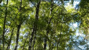 Природа России _ лето (2).mp4