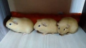 Как свистят морские свинки